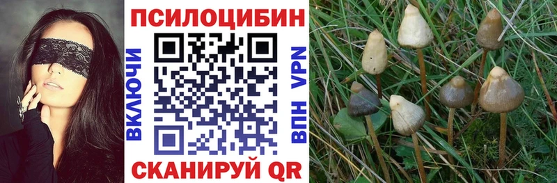 как найти наркотики  Батайск  Галлюциногенные грибы Psilocybine cubensis 